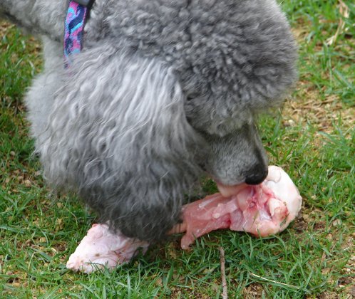 Kiva with a mutton leg